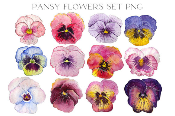 Download 12 Watercolor Pansy Flower Buds PNG - Pansy Collection